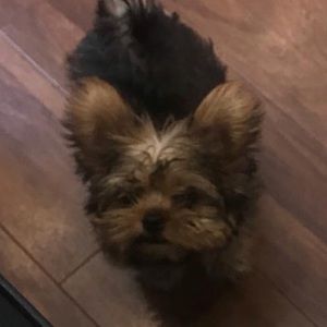 Meet your Posher, Yerimar